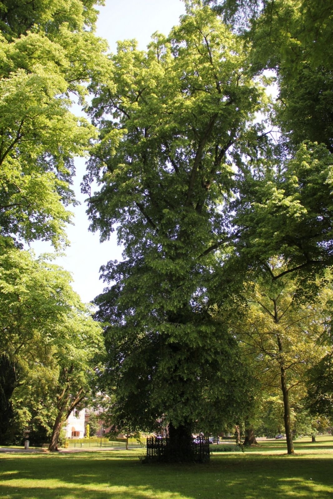Wij verkopen prachtige herdenkingsbomen of geboortebomen